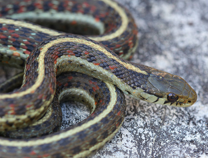 Coast Garter Snake
